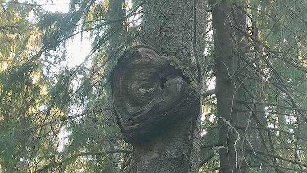 Metsän silmä odottaa